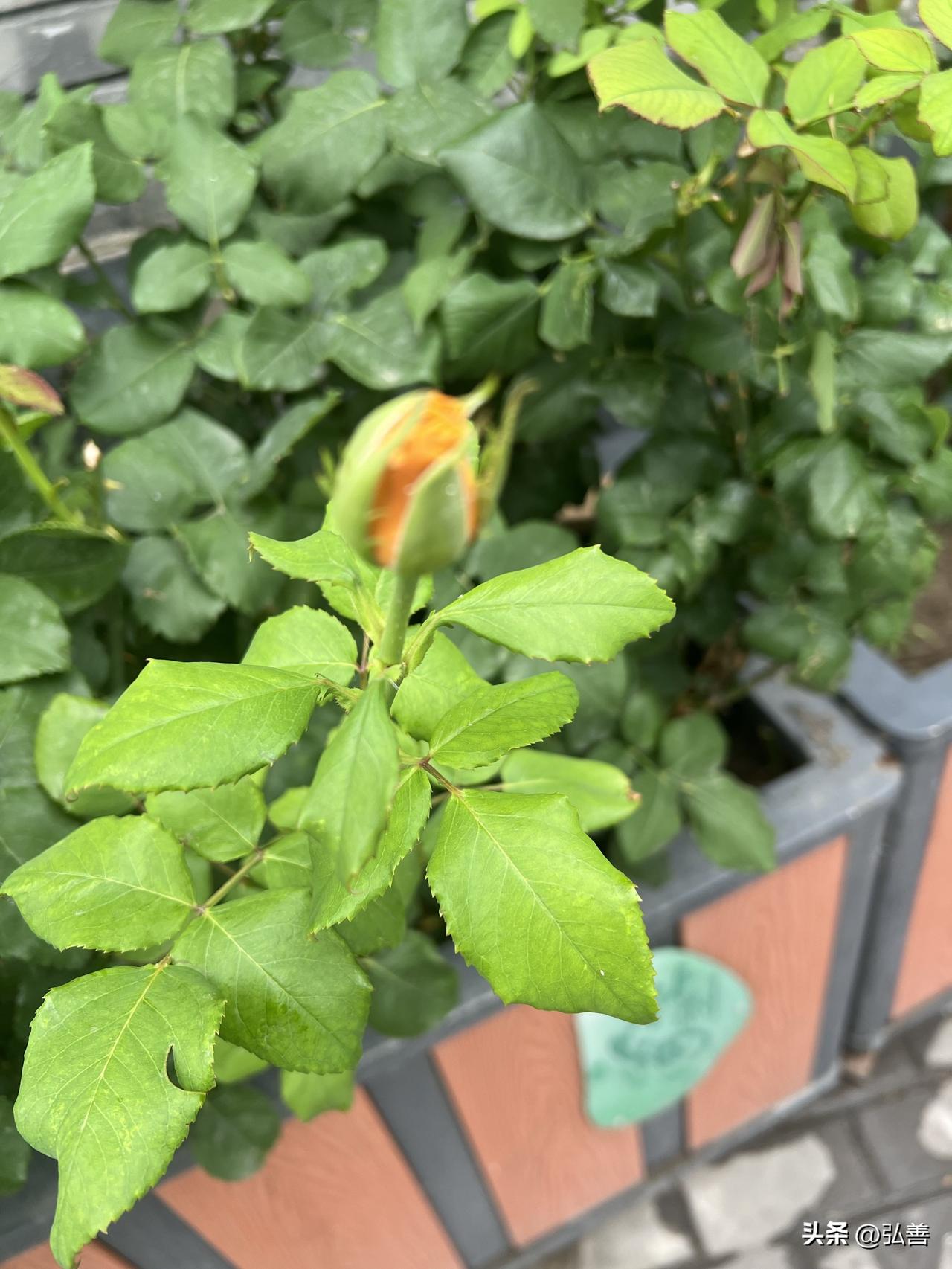 我小区的花花草草简直是宝藏！就像旅顺华通三期小区6月那样，各种花儿争奇斗艳。春天