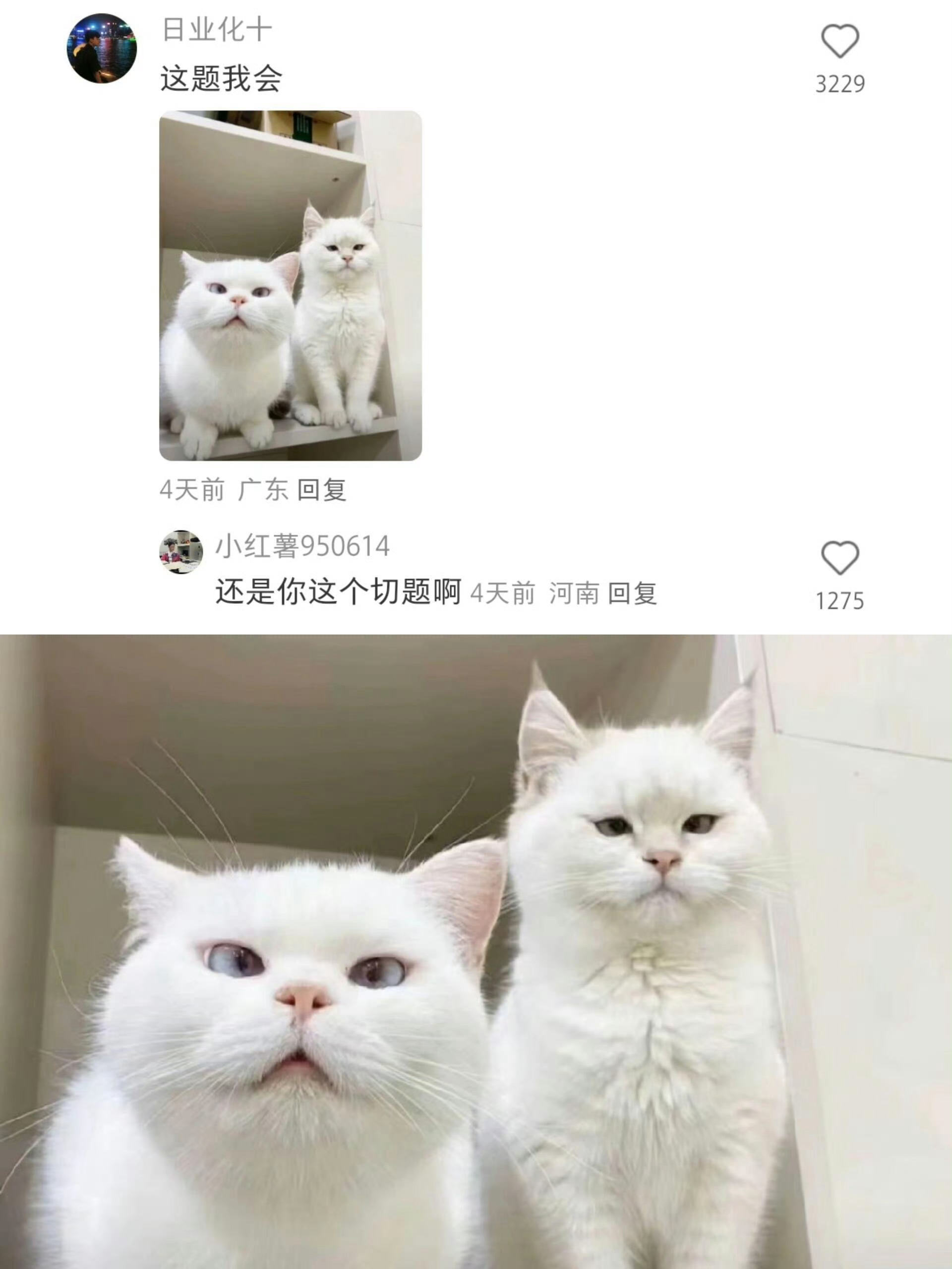 那些一看就没心眼子的🐱 