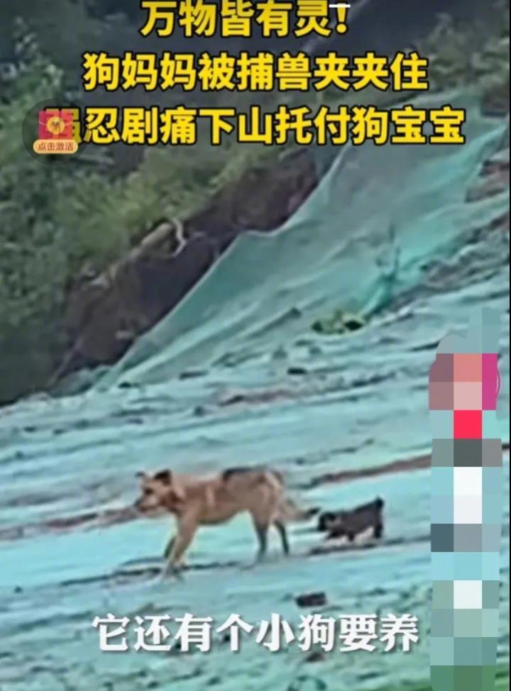 近日，四川成都，一只流浪狗在山上被兽夹夹住了腿部，忍着剧痛跑到山下求助。它的身后