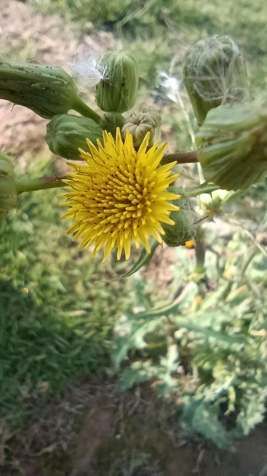 你一定不知道这是什么花🌸