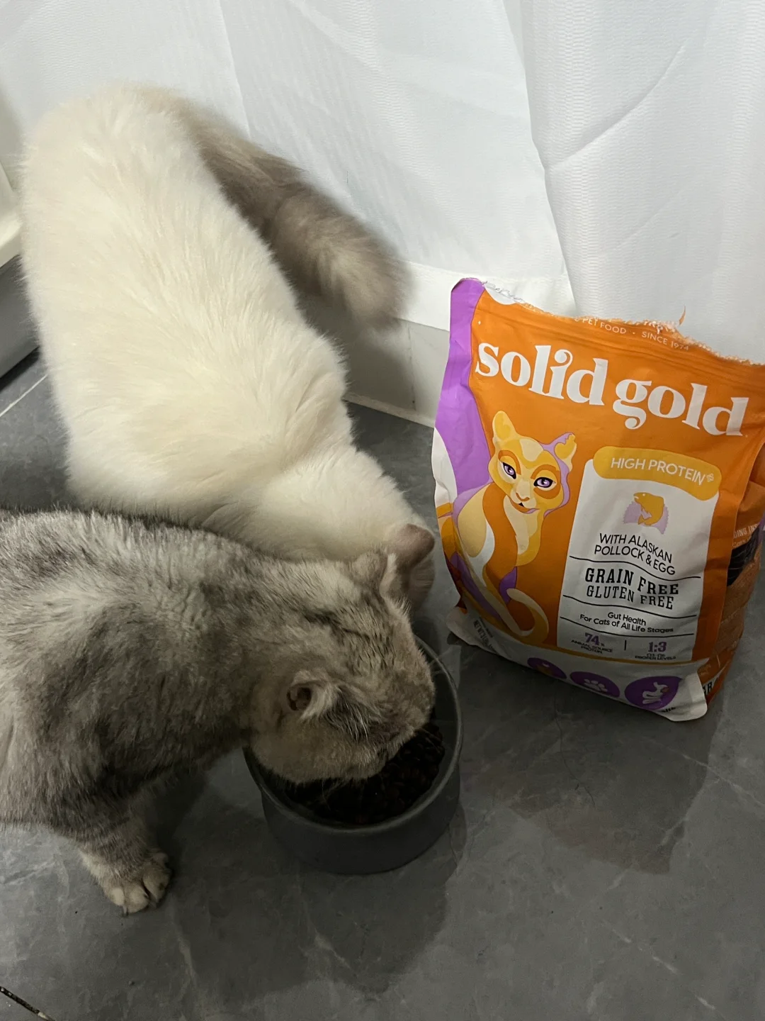 多猫家庭抢着吃的猫粮..