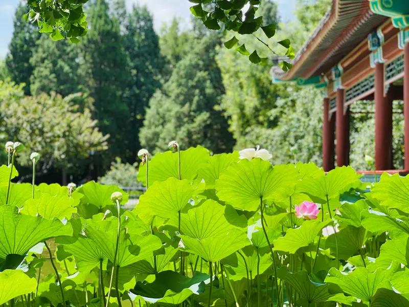 夏日的美景，就像一幅绚丽多彩的画卷。前几天去公园随拍，那场景至今难忘。
公园里，