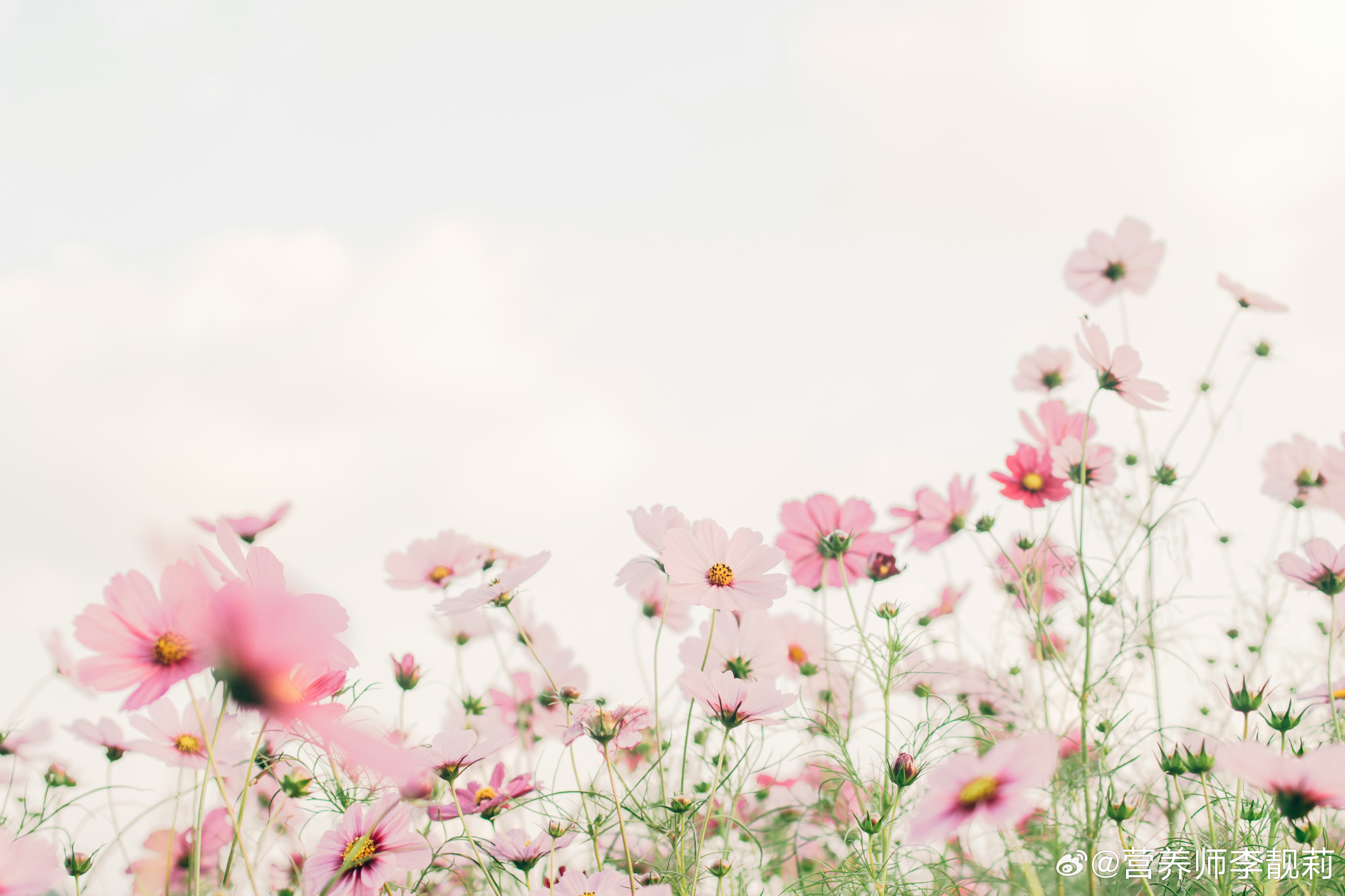 春天来了鼻炎也来了北京内蒙因蒿草致鼻炎高发过敏防护全攻略  很多人感冒药吃了一大