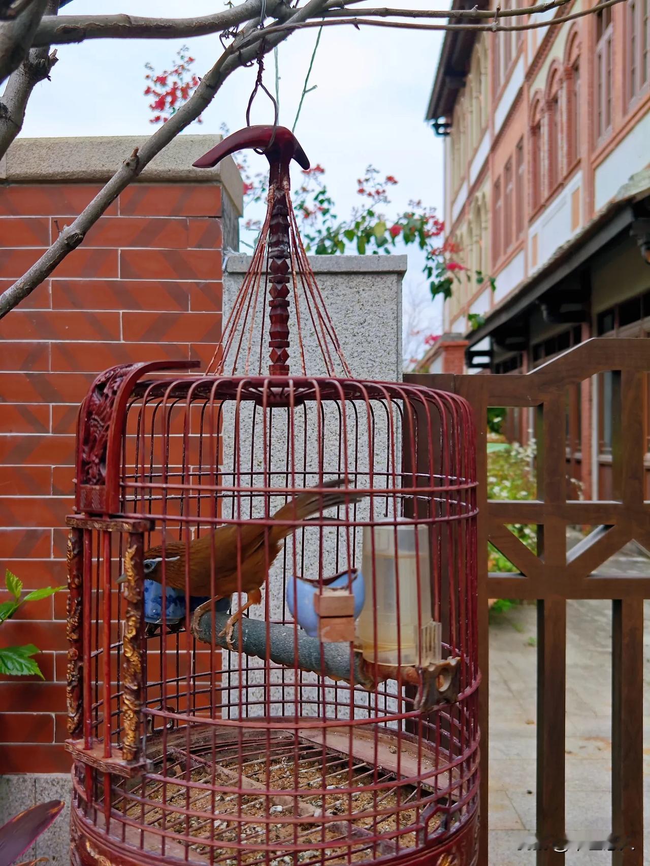 鸟在笼中，恨关羽不能张飞。
漳州古城遛鸟儿
鸟笼中的小鸟 小鸟圆笼 晒太阳的鸟