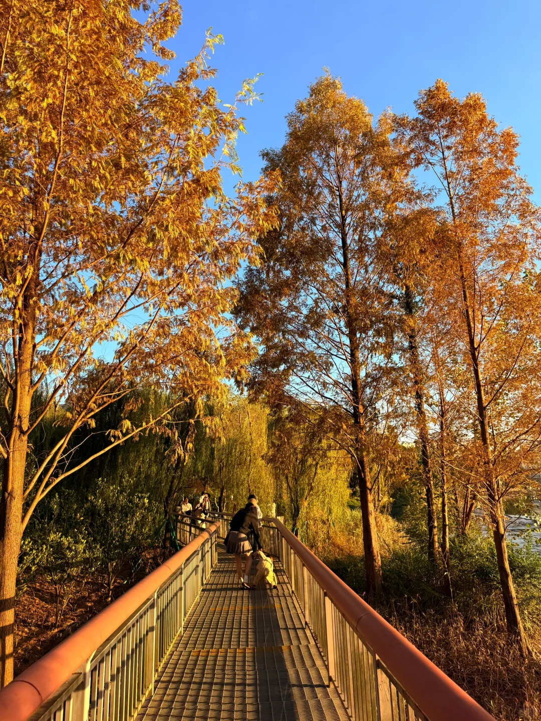 红了！！福州绝美落羽杉🍂栈道！！！