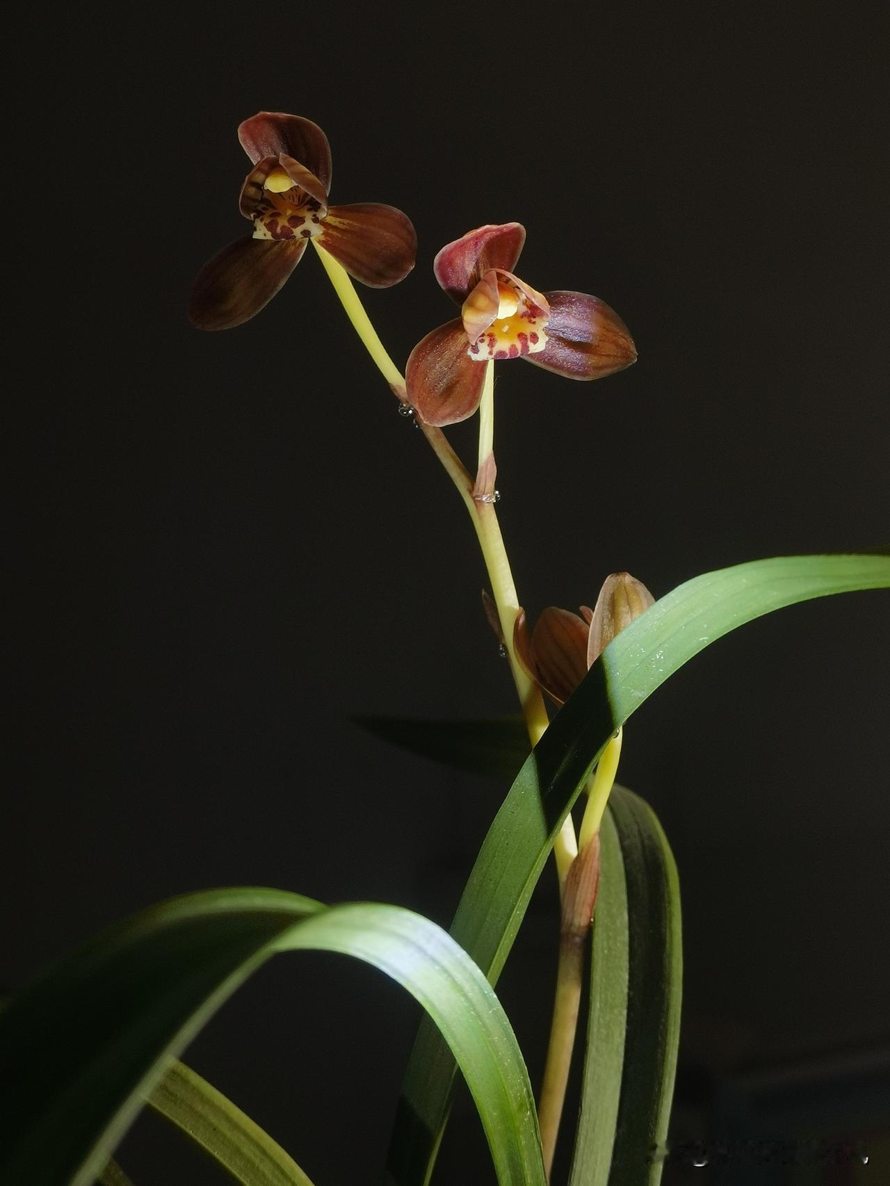 赏花，更想品尝一下兰花花蜜！
仲春，养了两年多的丹宫玉荷初次开花，不多，就一花箭