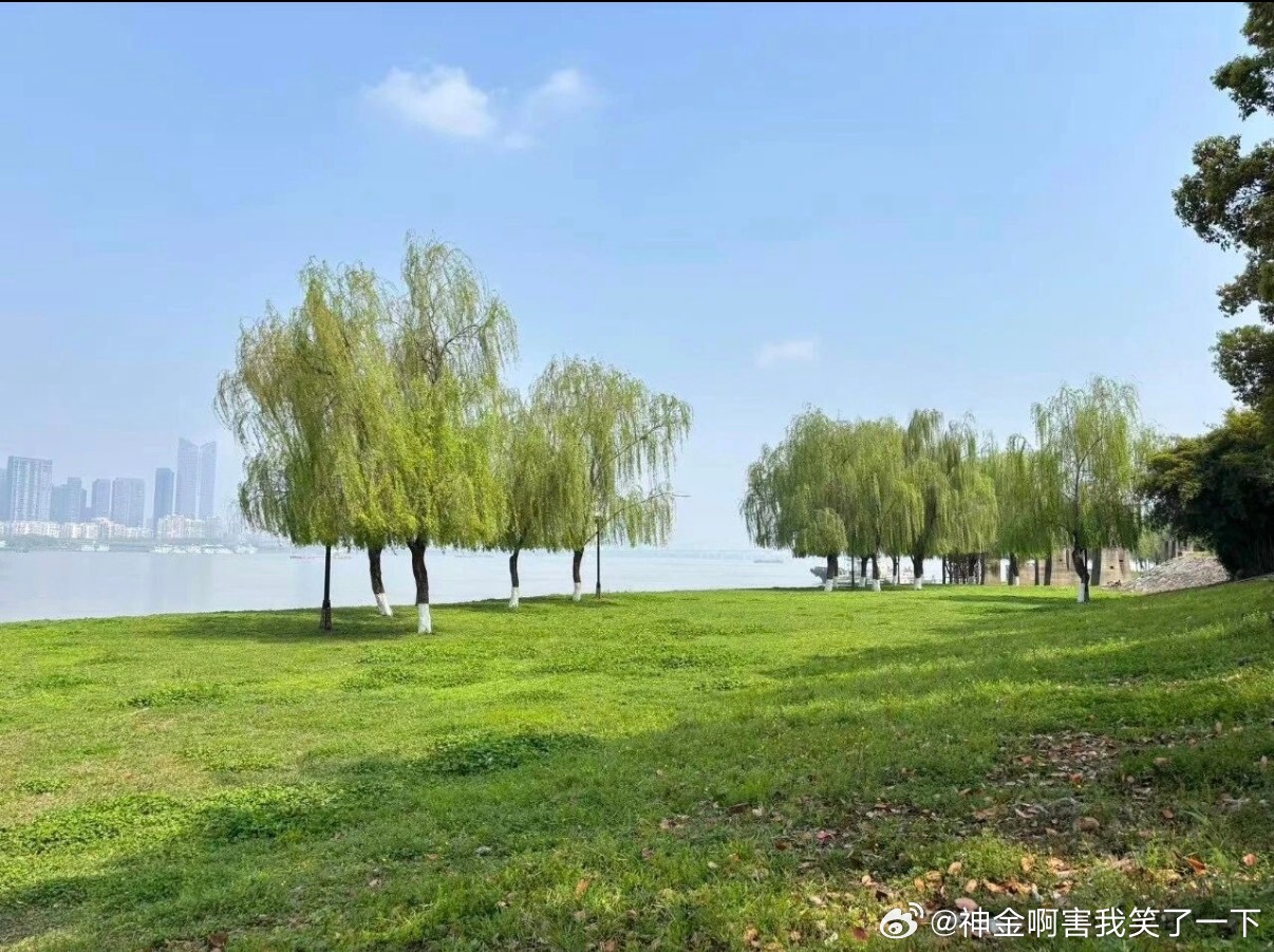 6094武汉的柳树都剪了“齐刘海” 