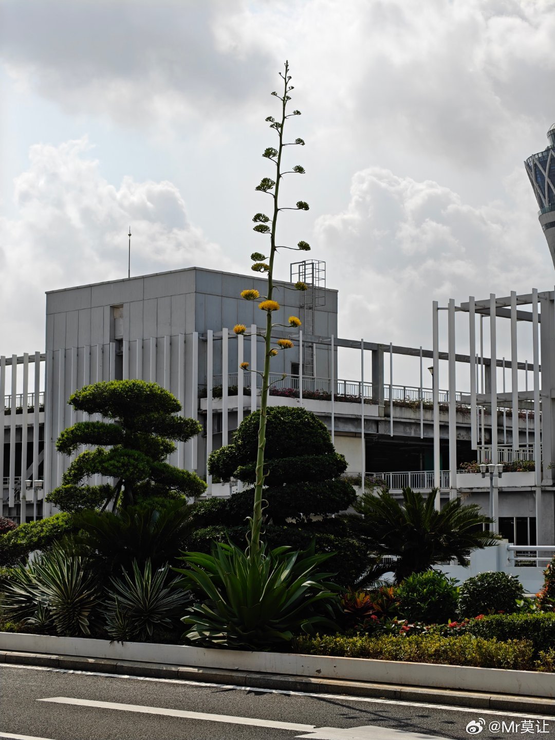 谁能科普一下，这是什么树 