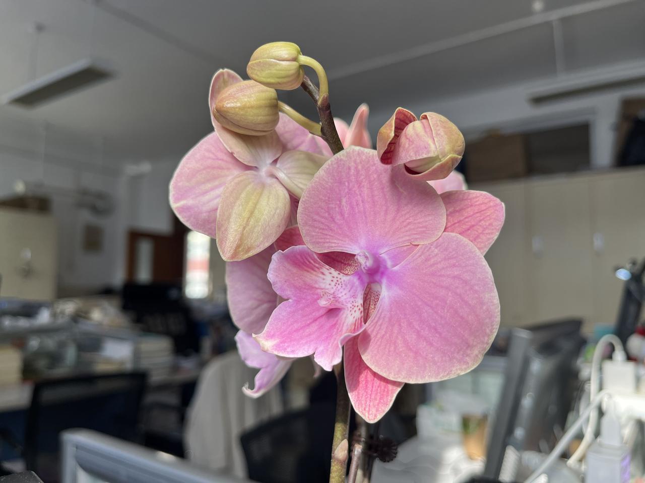 2025年11月6日，五年了，纪念一下。