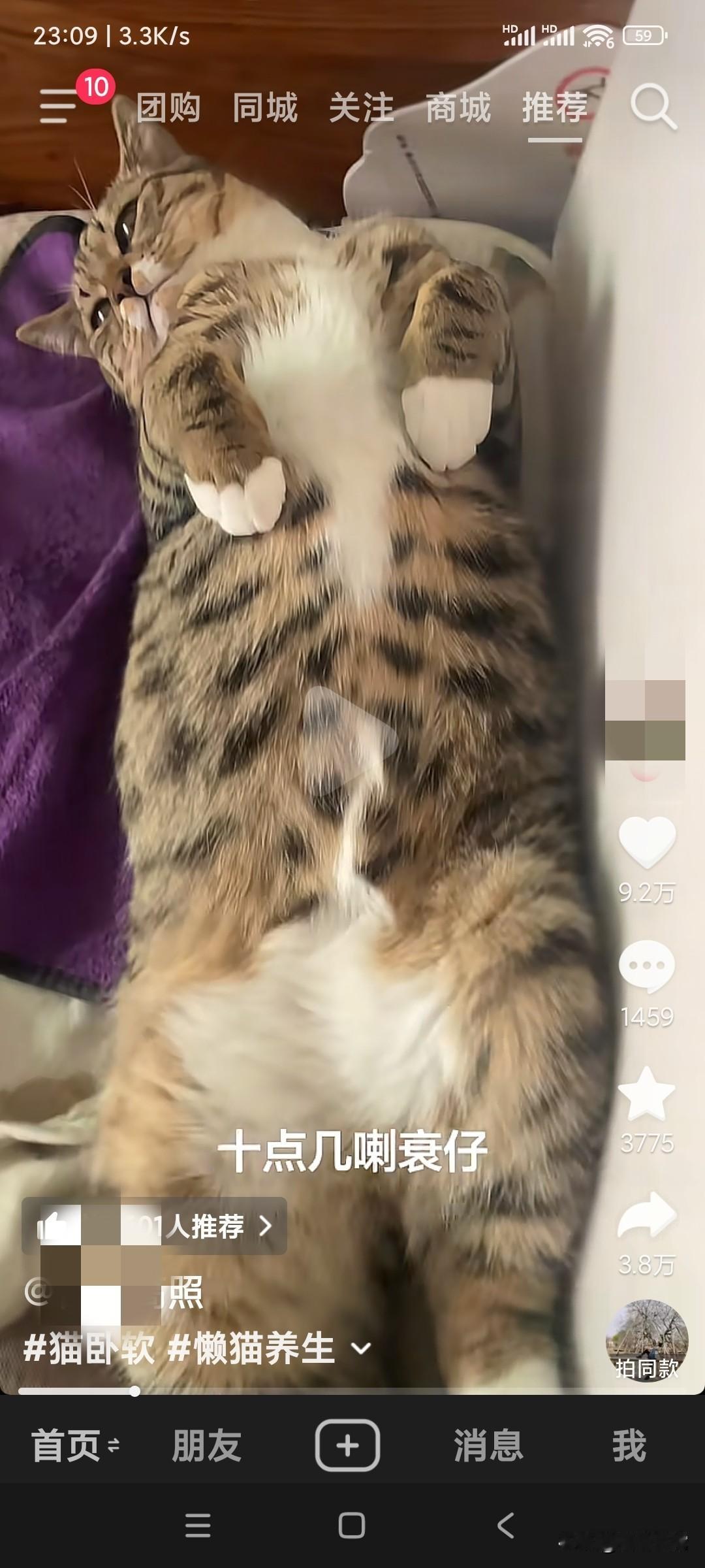 这个猫天天睡懒觉，被猫主人用粤语骂他衰仔，十点几喇，起身啦，去村揾份保安做下啦，