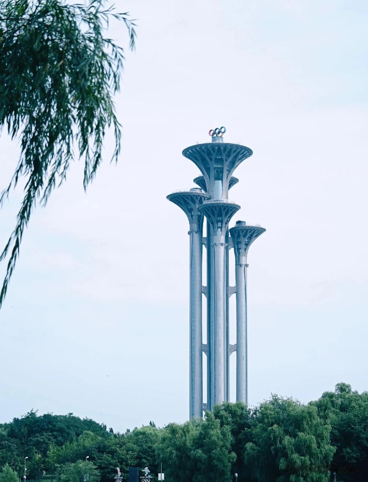 北京也终于迎来了那片令人羡慕的地肤草花海！不再只有其他城市有这样的童话世界，奥森