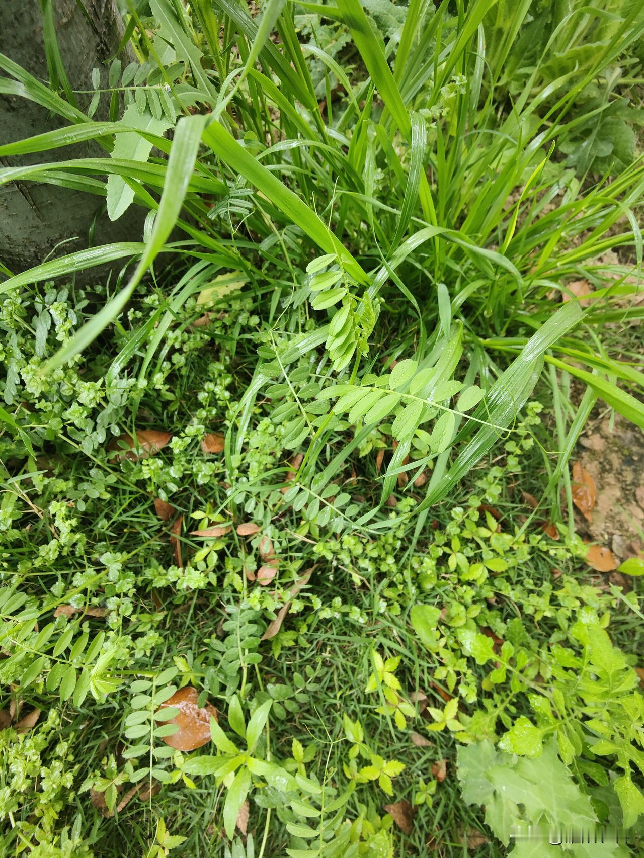 晒图笔记大赛大家认识这种植物吗？麦田最常见的杂草，与豌豆非常相似，因此，人们把它