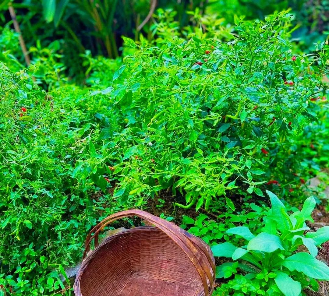 老家啊
世间美好，一半藏在四时风物里
有一种美，叫宫崎骏的夏天，
乡间没有城里的