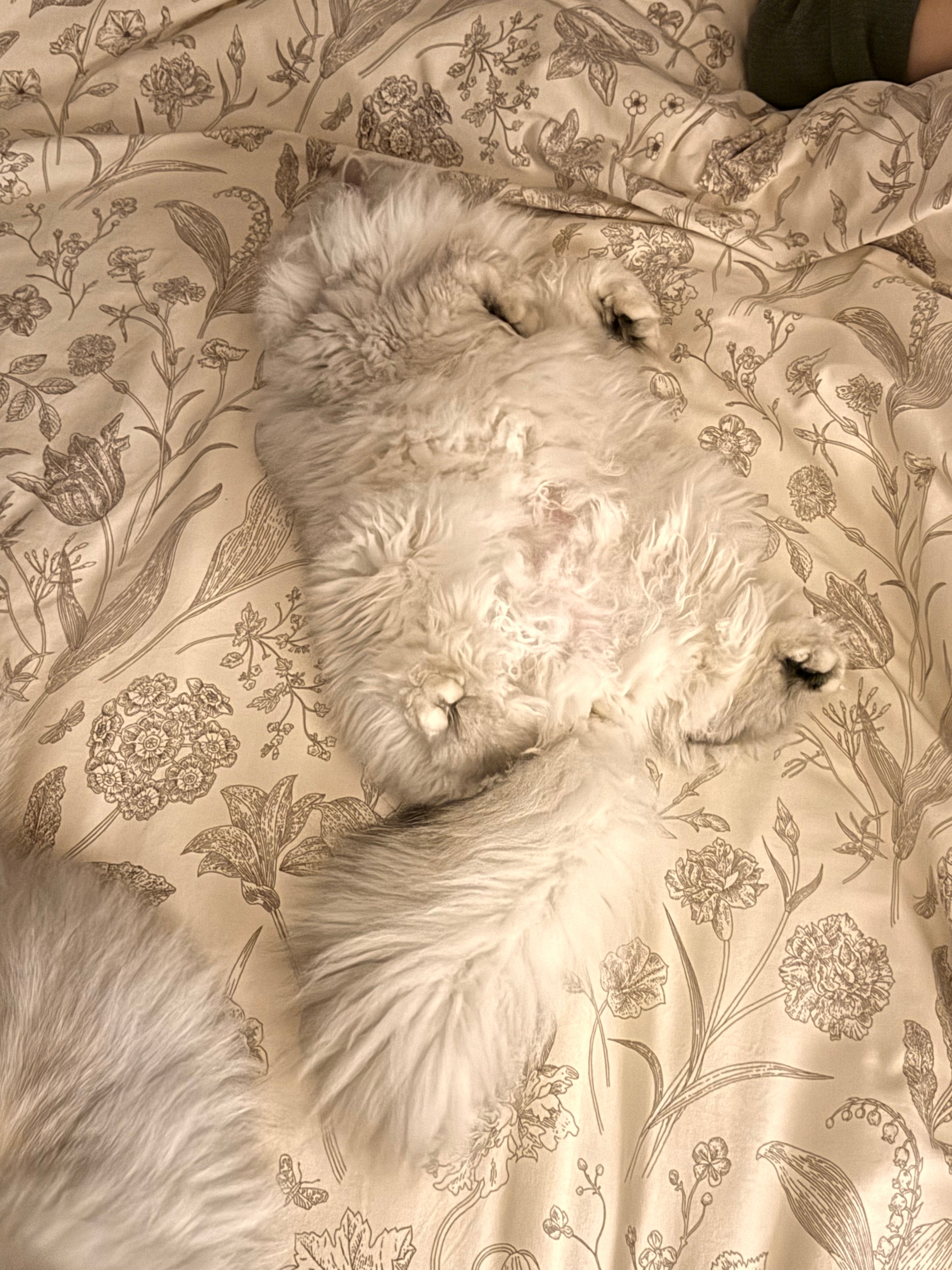 好可爱好可爱#英国长毛猫##银渐层##辣椒家新家回访# ​​​