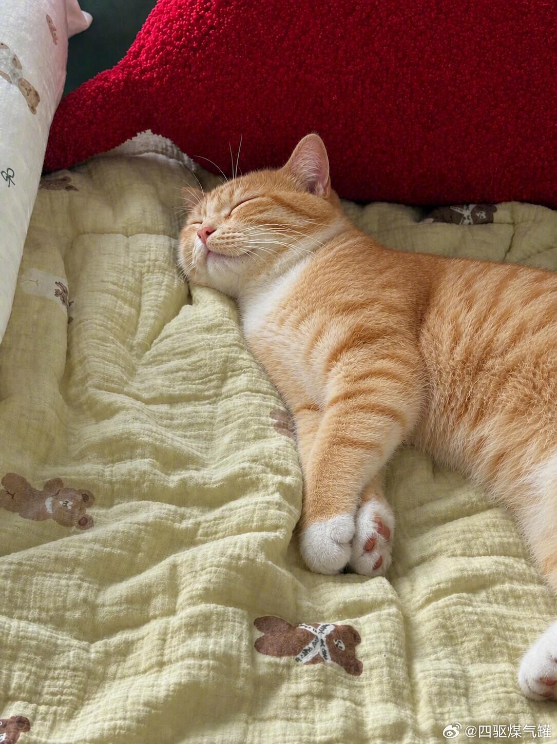 香香软软的橘猫宝宝🐈 