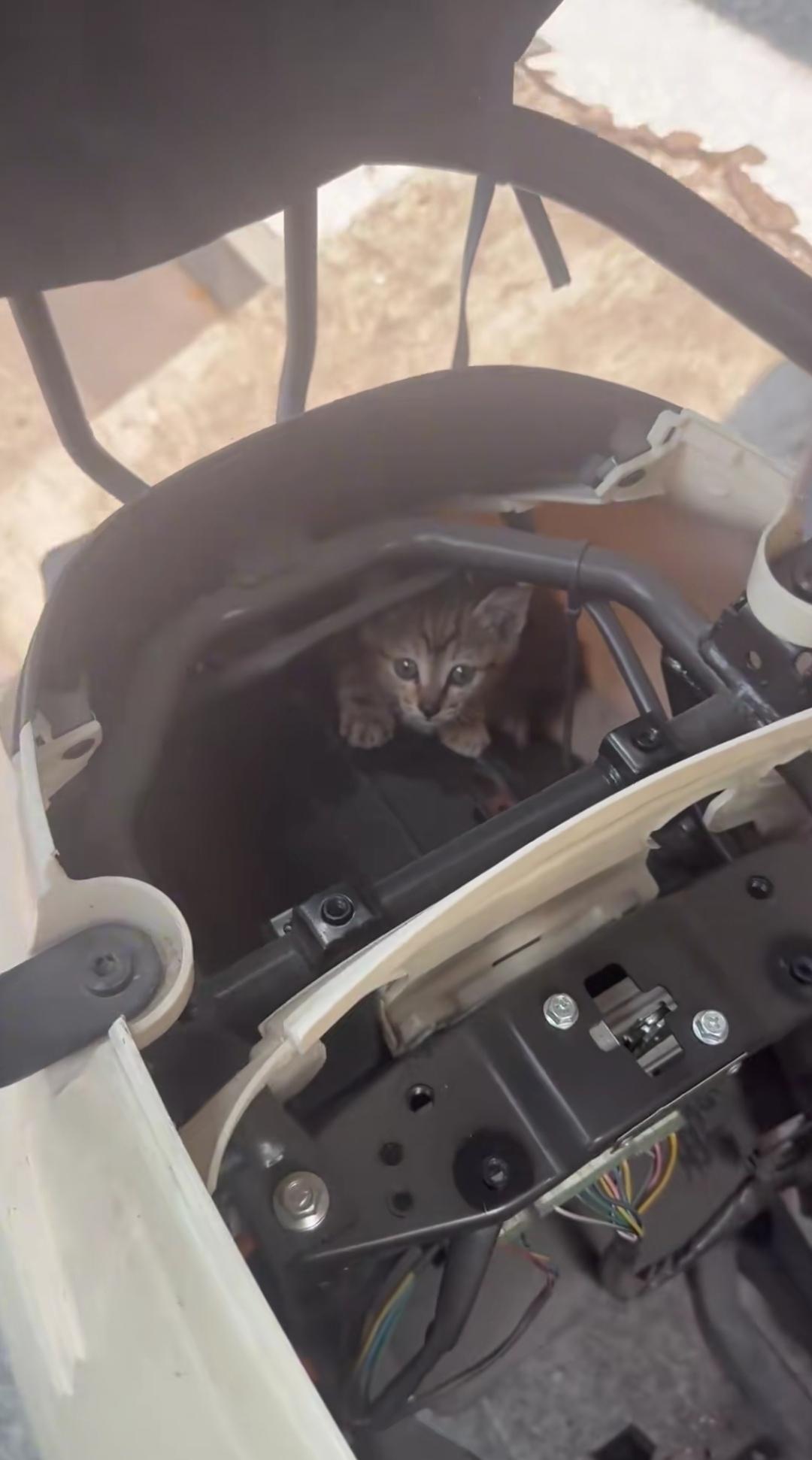 只闻猫叫，却不见猫踪！
近日，深圳一位女子骑电动车时，车内不断传来猫叫声。她把电