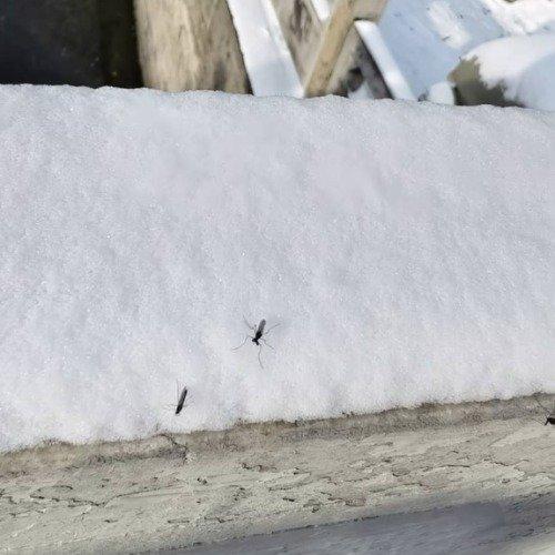 北京雪地惊现蚊子爬行

北京初雪后，雪地上缓慢爬行的蚊子引发了关注。专家指出，这