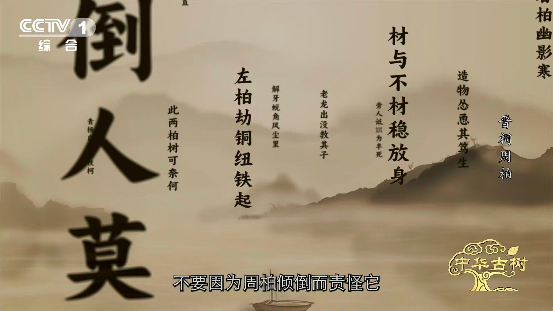 3000岁古树横着长的秘诀3000岁古柏躺着长了数百年 生命的奇迹在于适应与共存