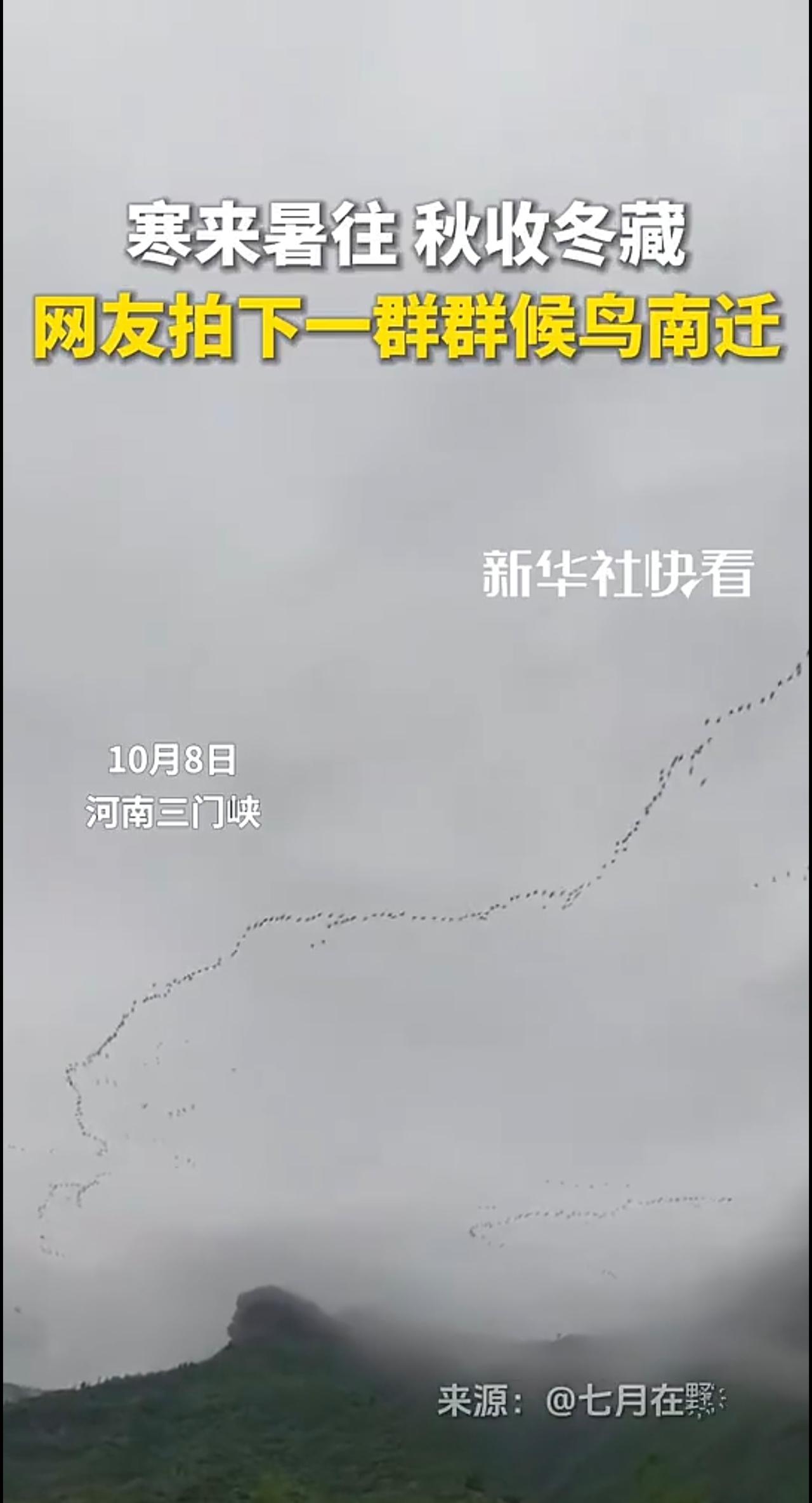 寒来暑往，秋收冬藏，网友拍下一群群候鸟南迁。