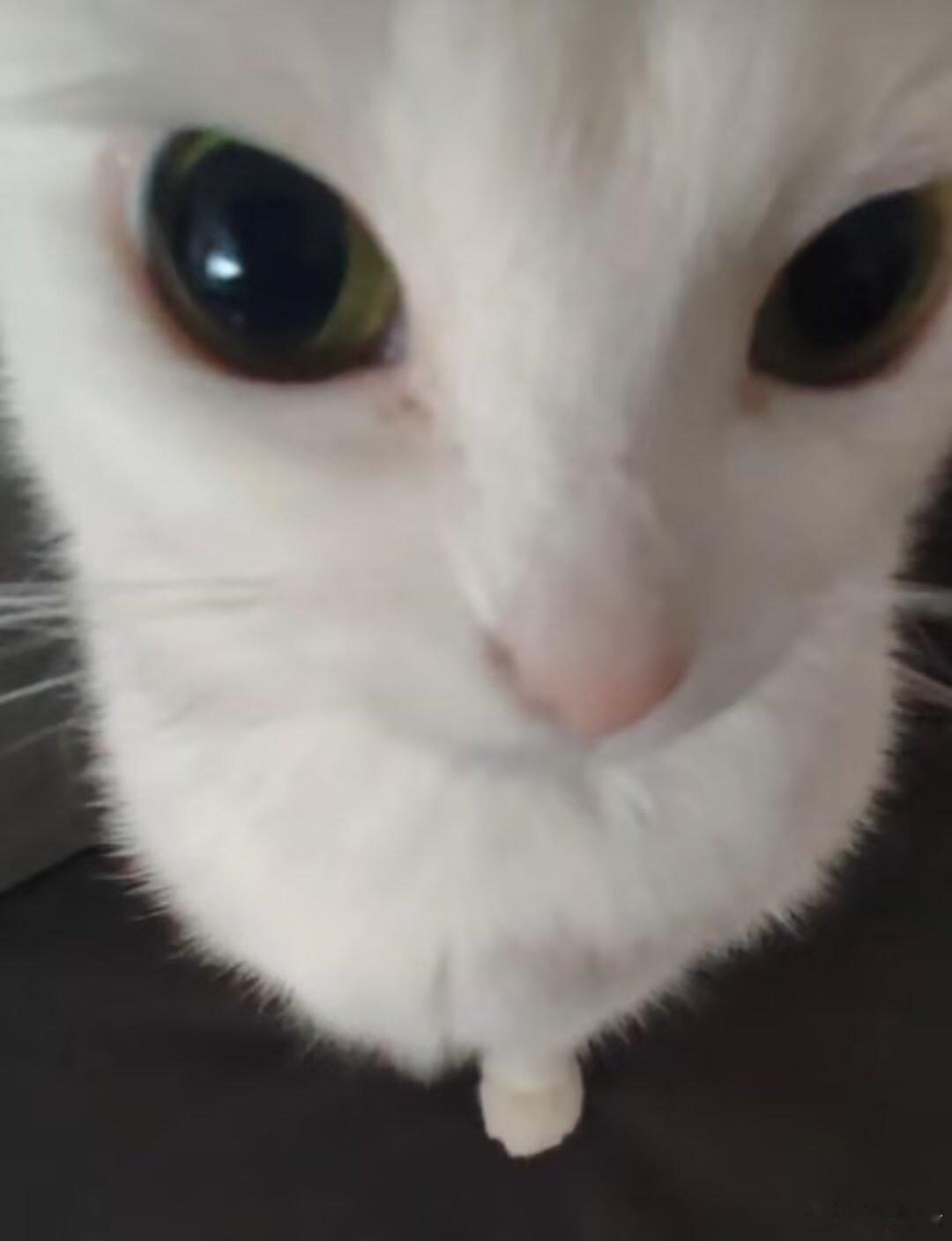 冷芝士：乐乐猫和这个蛇精猫其实是同一只猫主人这个拍照技术太一念神魔了，有的智商低