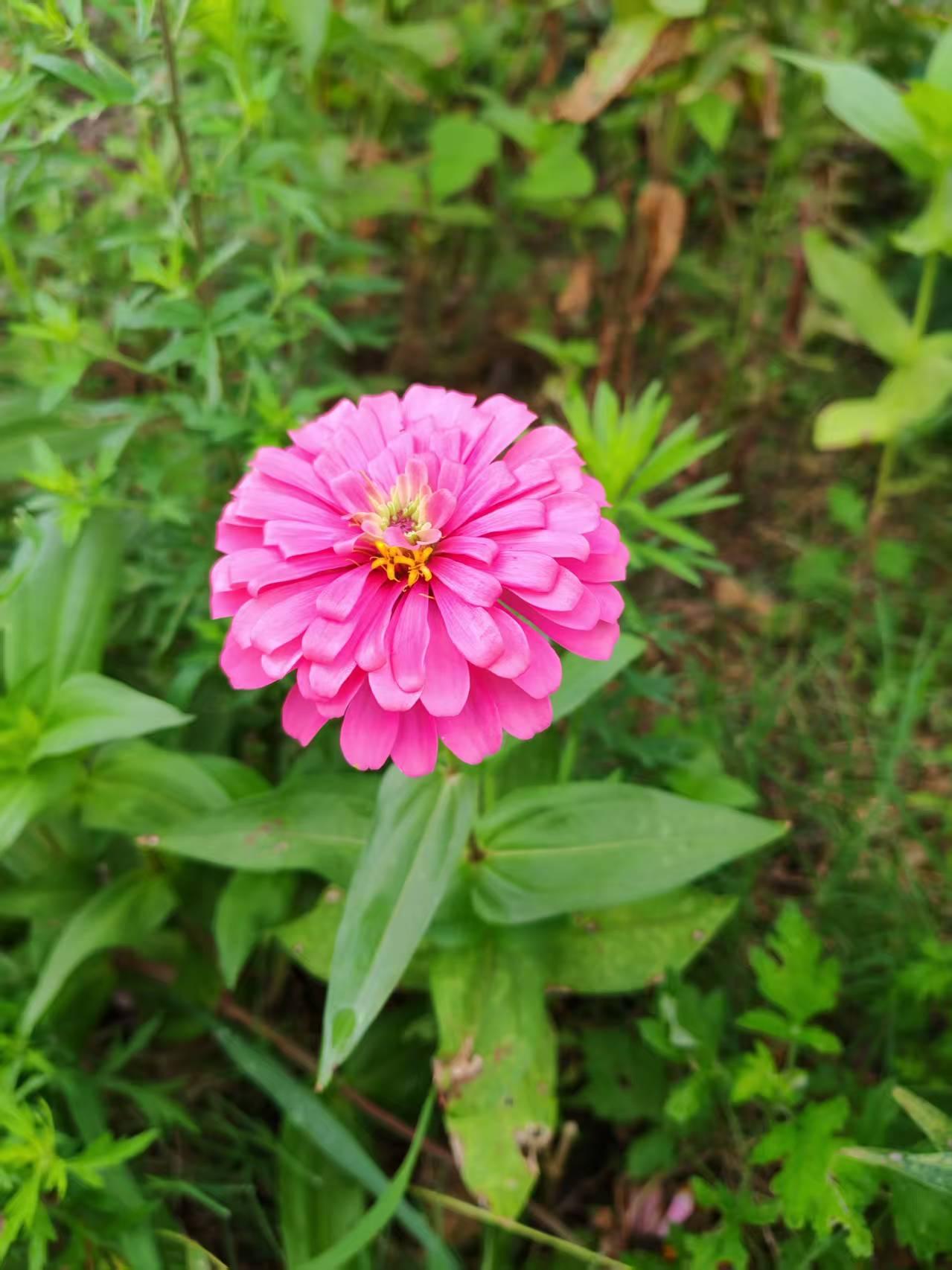 最美的花，其实就在你身边。