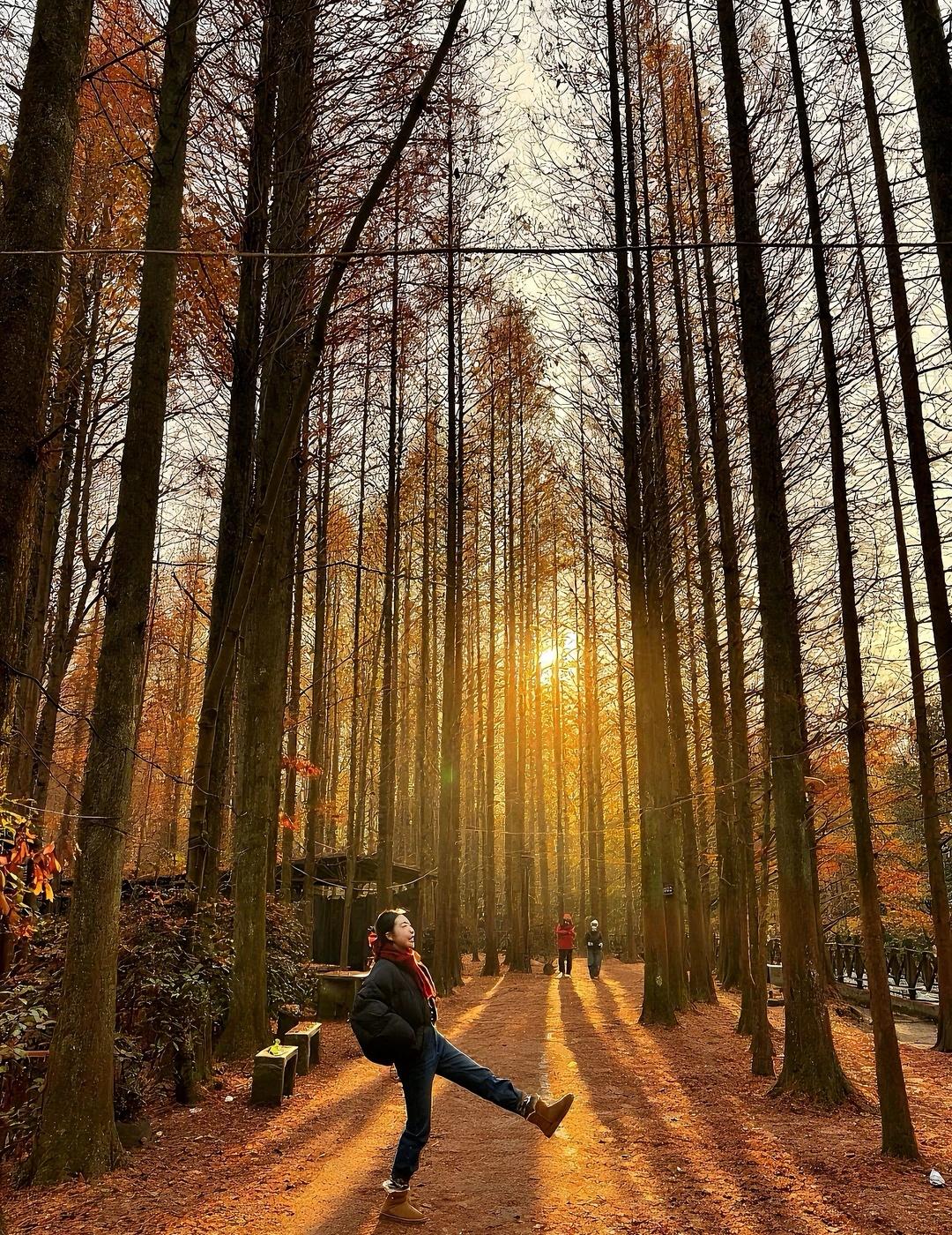 成都周边！冬天的红杉林美哭了！
成都周边1h又发现了一个宝藏地儿～
不仅可以徒步