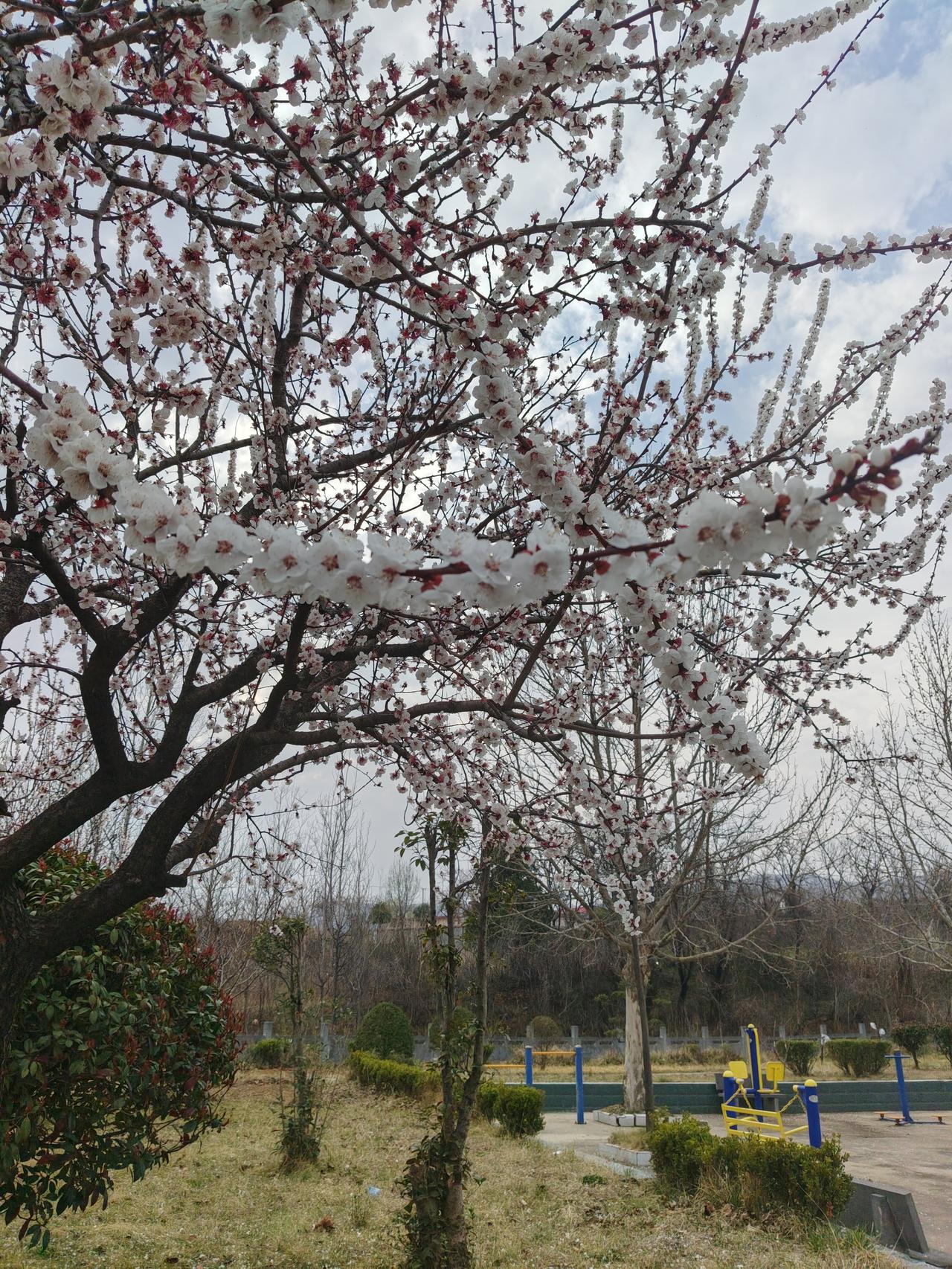 🌸 春日杏花随感
 
这棵树开满了白里透粉的杏花，看着就像把天上的云揉碎了挂在