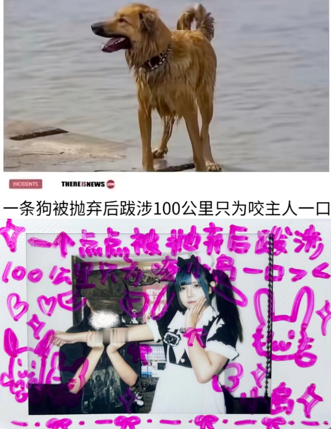不要抛弃小狗🦷！ 