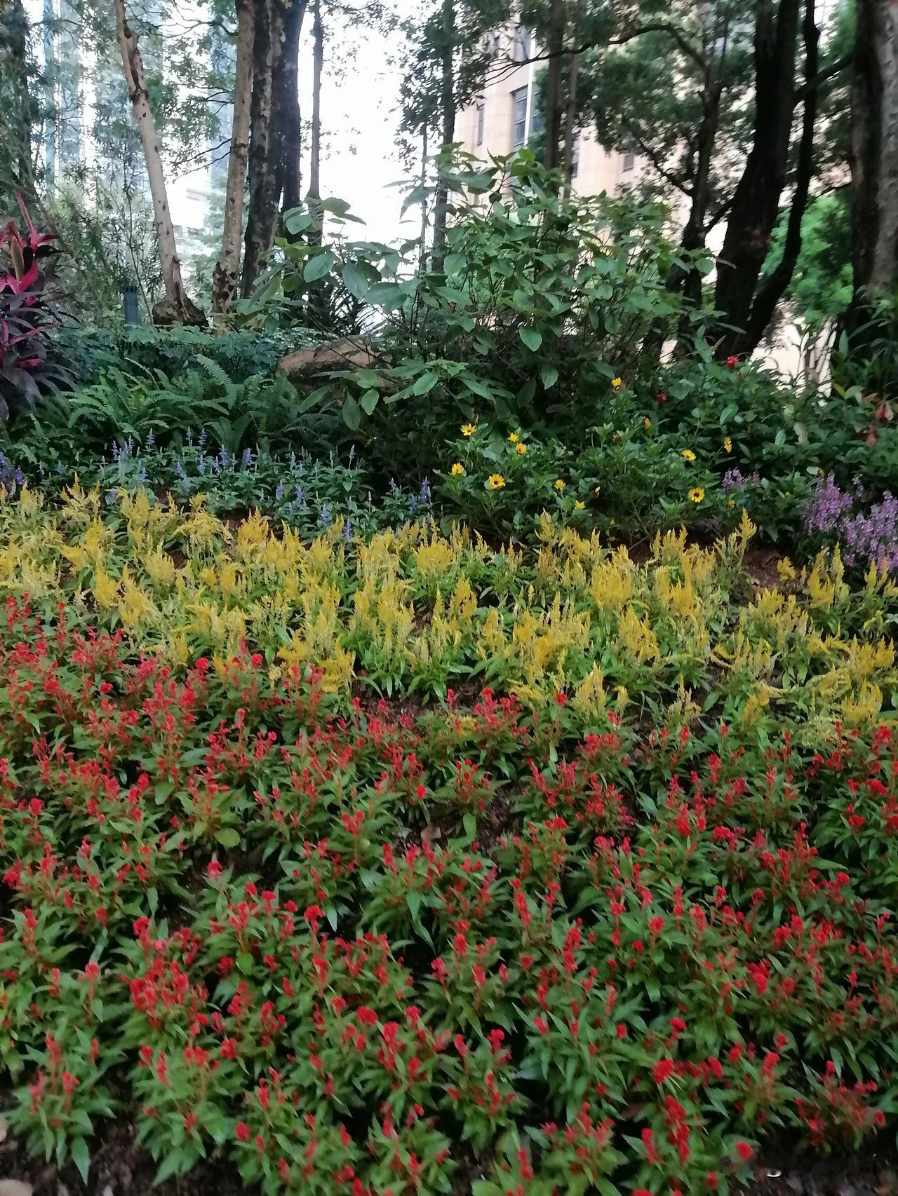 早上跑完步，一头扎进花海的感觉，简直绝了！就像广州的阿杰，晨跑不再是单调的江边步