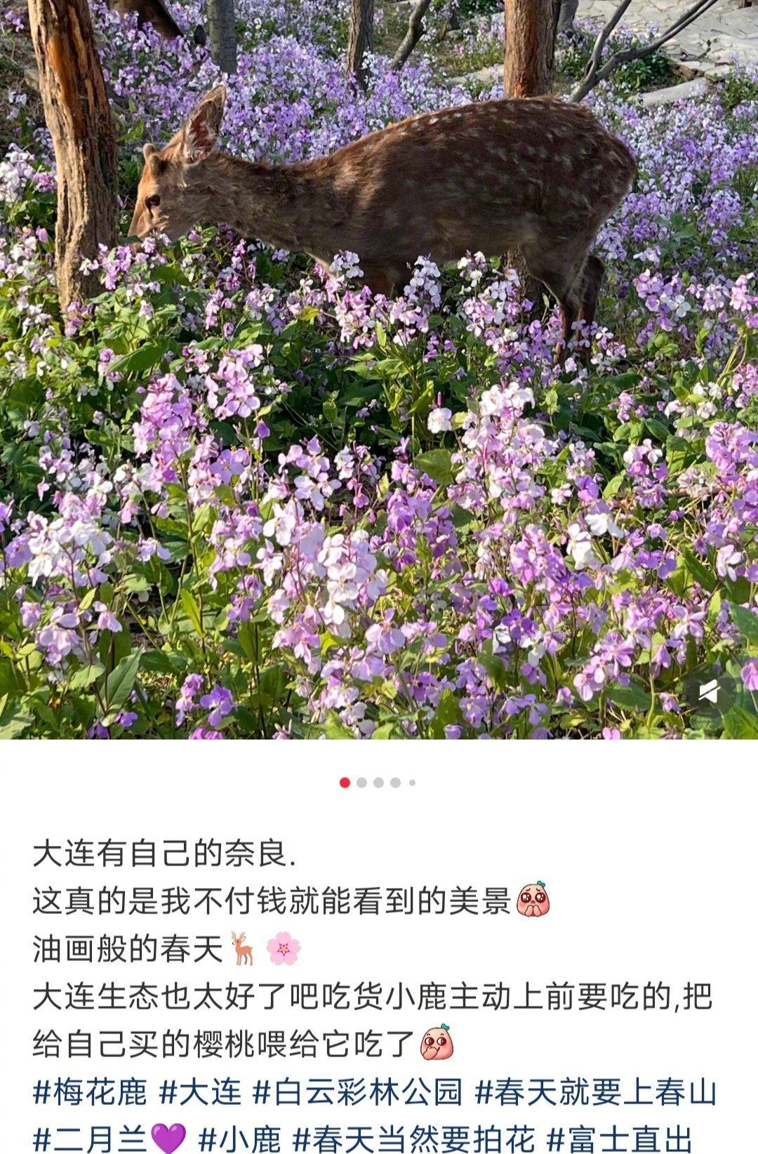 我不喜欢这种说法，什么叫“大连有自己的奈良”？？？说的好像大连是奈良的平替似的，