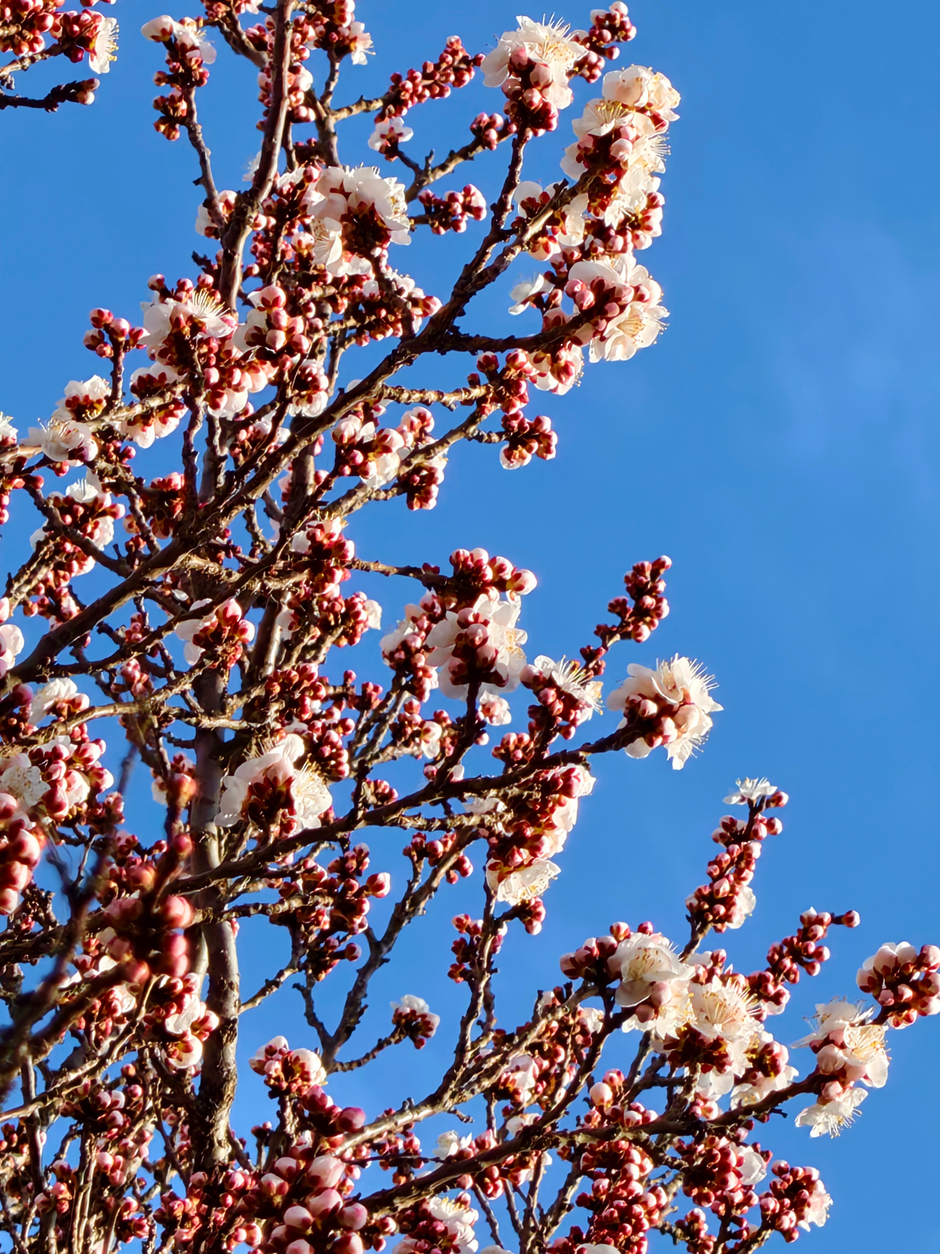 依旧原相机直出  杏花记🌸再来一组 今天云很多 但我还是感觉没有云彩更好看