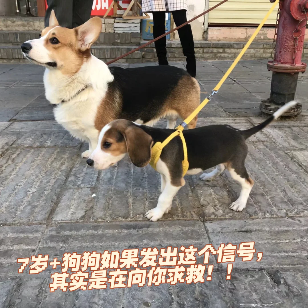7岁+狗狗突然随地大小便，别再只会生气了