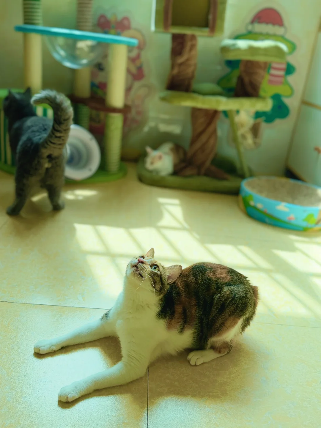 猫咪寄养500🈷️