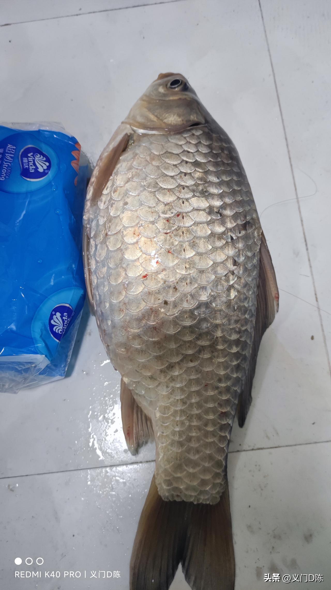 野钓大板鲫难吗。
野钓大板鲫最重要的是位置，不是调漂，更不是装备，会选位置才是有