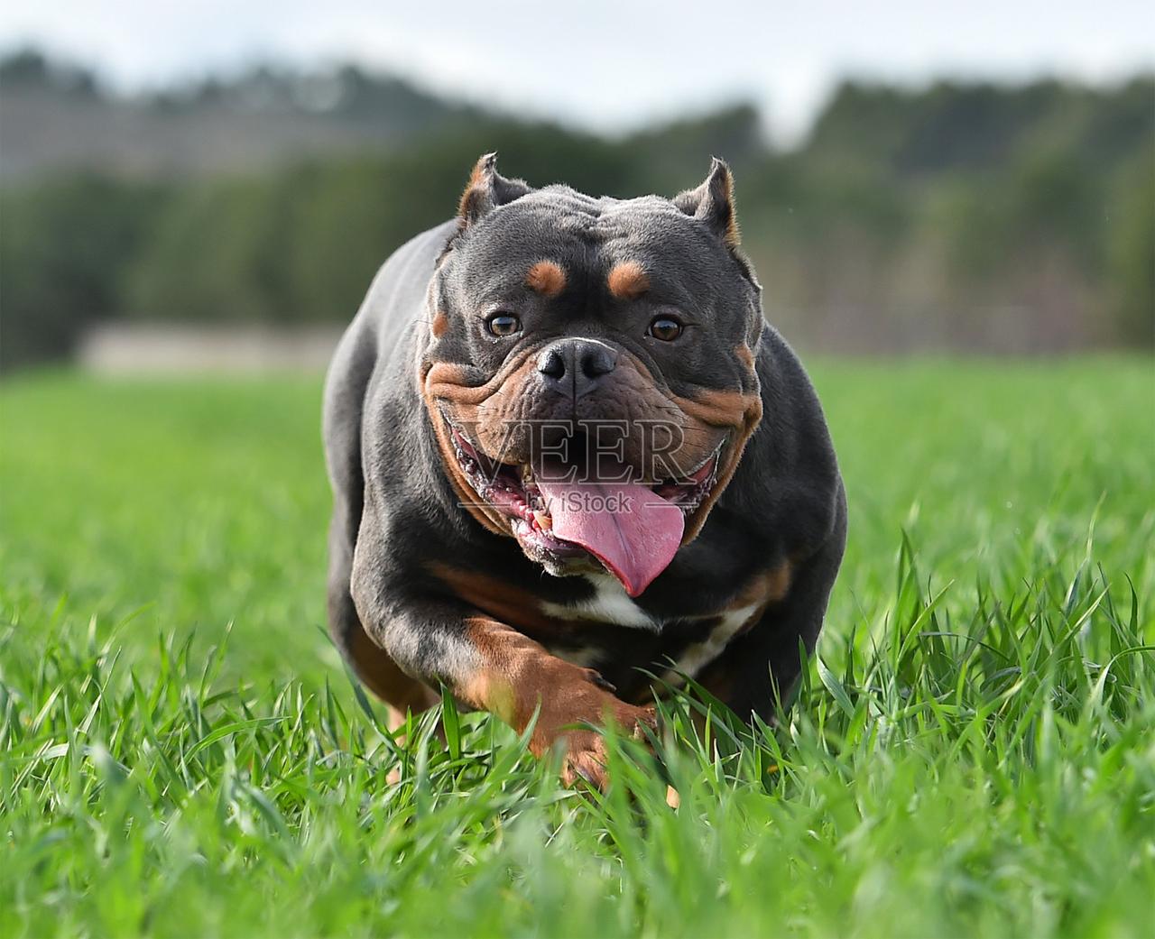 千万不能养大型烈性犬了

上海2只恶霸犬咬人致死，被法院判决赔偿受害人家属53万