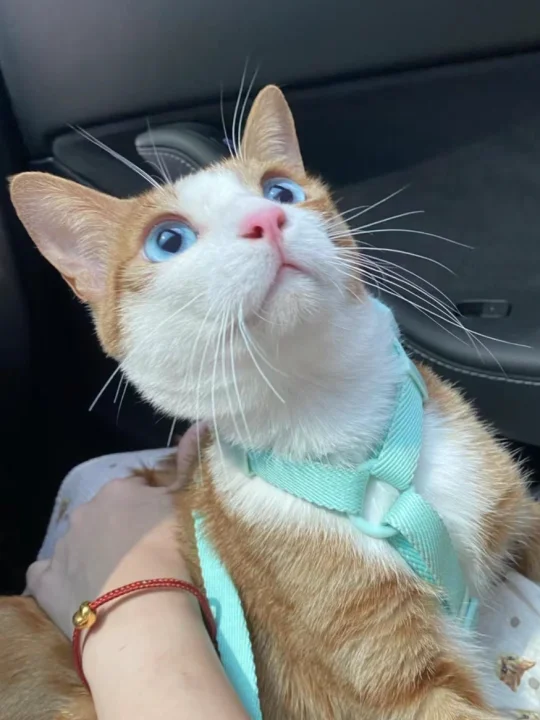 橘猫都很丑？给我上神图！