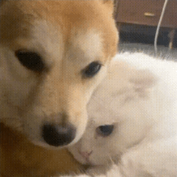 我的狗狗是只社恐i狗🐶，走在路上遇到凑上来的小狗它会直接装作看不见听不着，目不