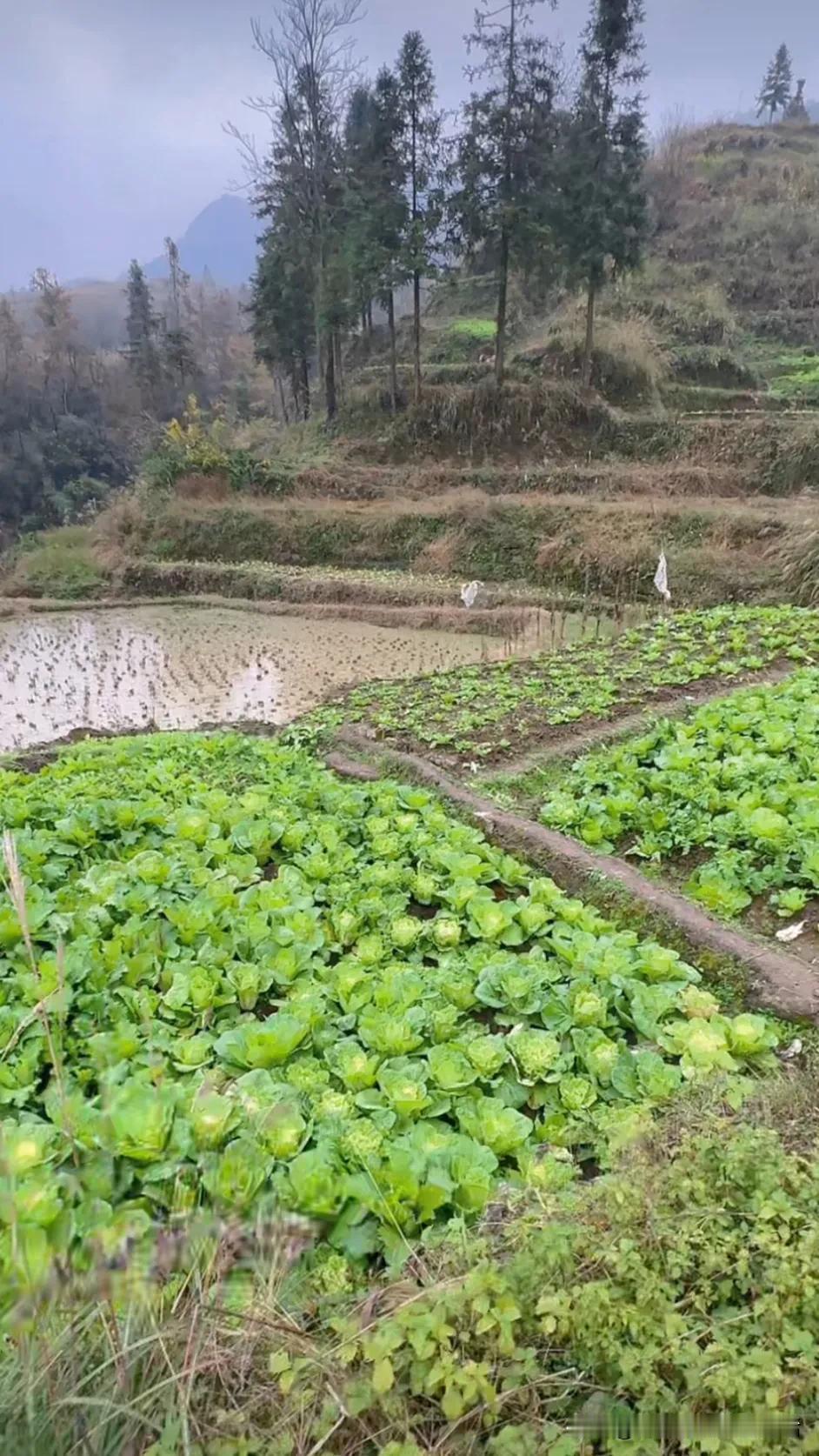 每天说一句生活的感悟优美的山间小菜园。