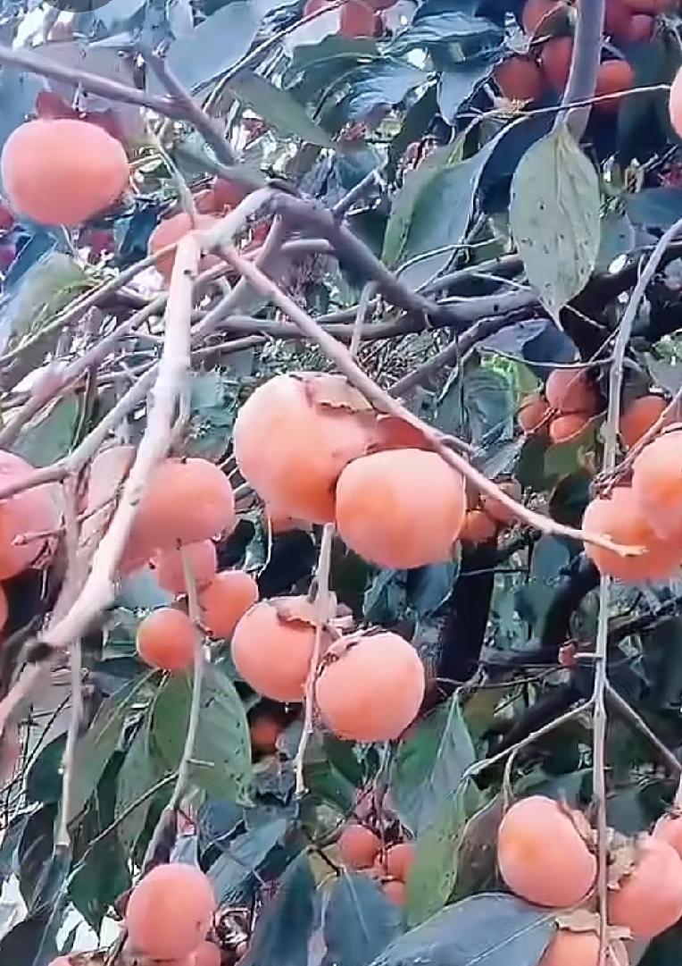 柿子红了