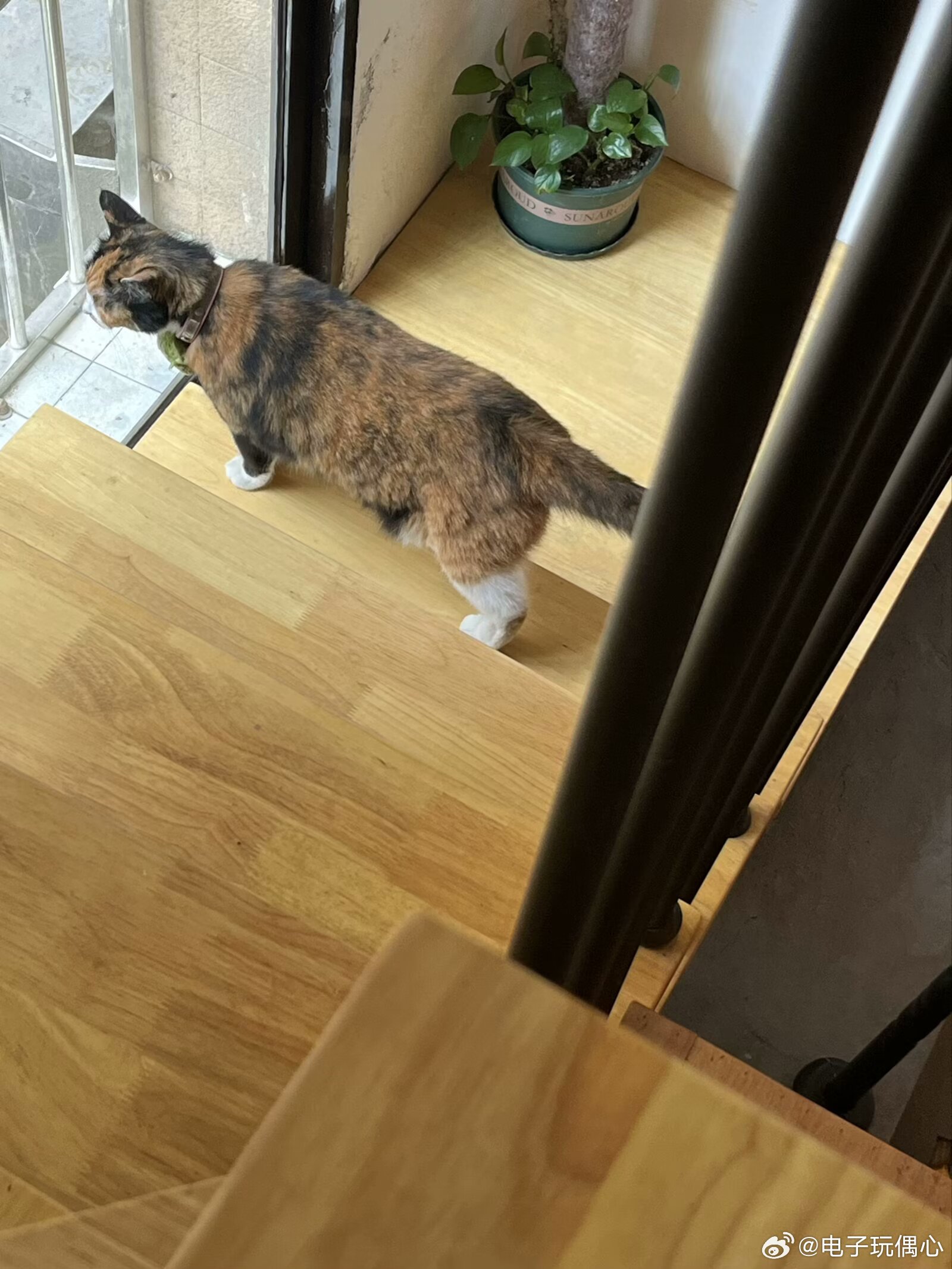 生活手记 猫猫猫 