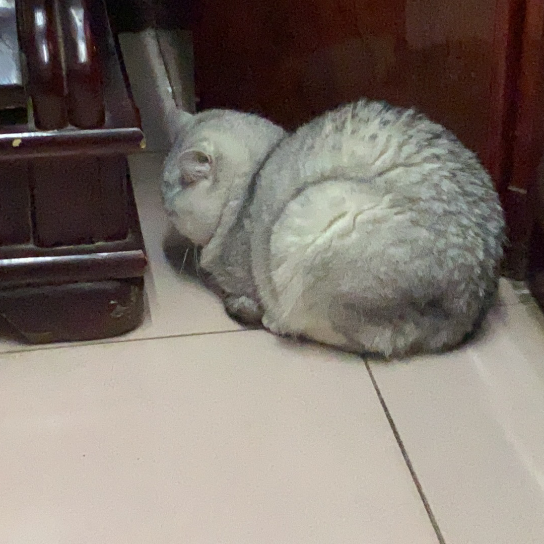 放炮吓死猫了。变成一只蜗牛。 ​​​