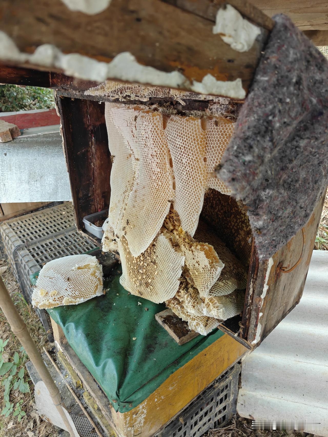 我的蜜蜂蜂脾塌了，蜂蜜流到地上 。所幸的是，大部分蜜蜂都跑了出来，还飞到了蜂箱旁