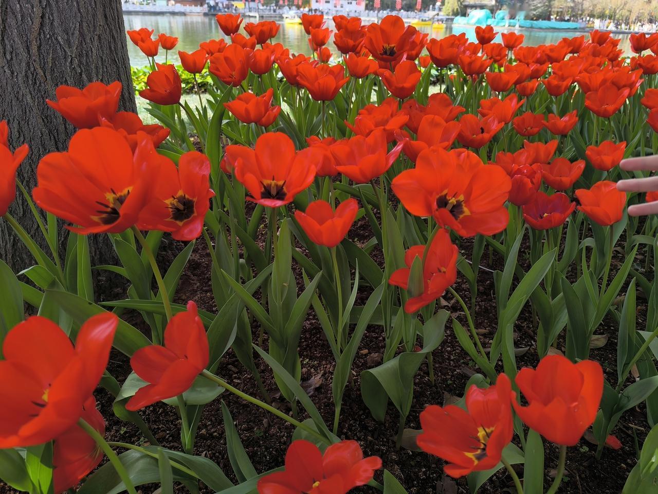 春城昆明的春天，从来没有让人失望过。偶然的空闲，得以到昆明市中心的翠湖一游。一进