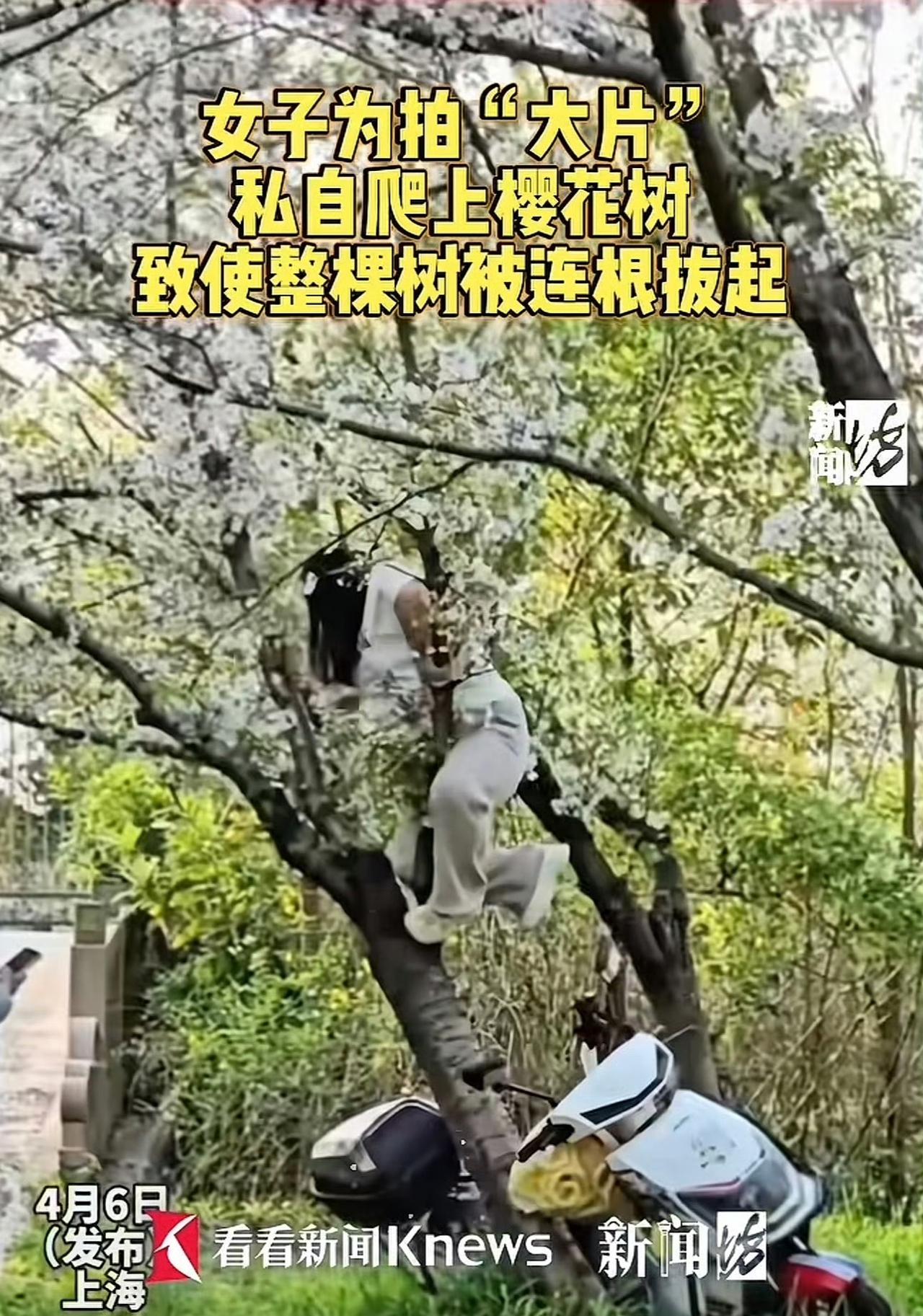 上海顾村公园附近，一棵长了20多年的樱花树，被一个爬上树拍照的女子，几秒钟压塌了