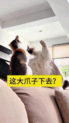 我来回看了好几遍这个视频，真是笑的肚子都疼。这俩小猫搁沙发上打闹，大猫直接抬起它