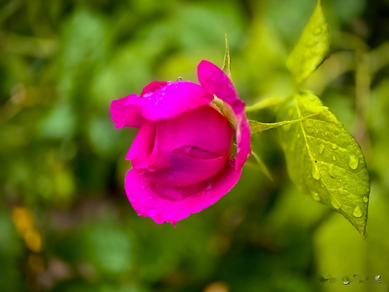 月季花辞
          （原创）


一场风雨后，光阴软下来
立夏的风，轻