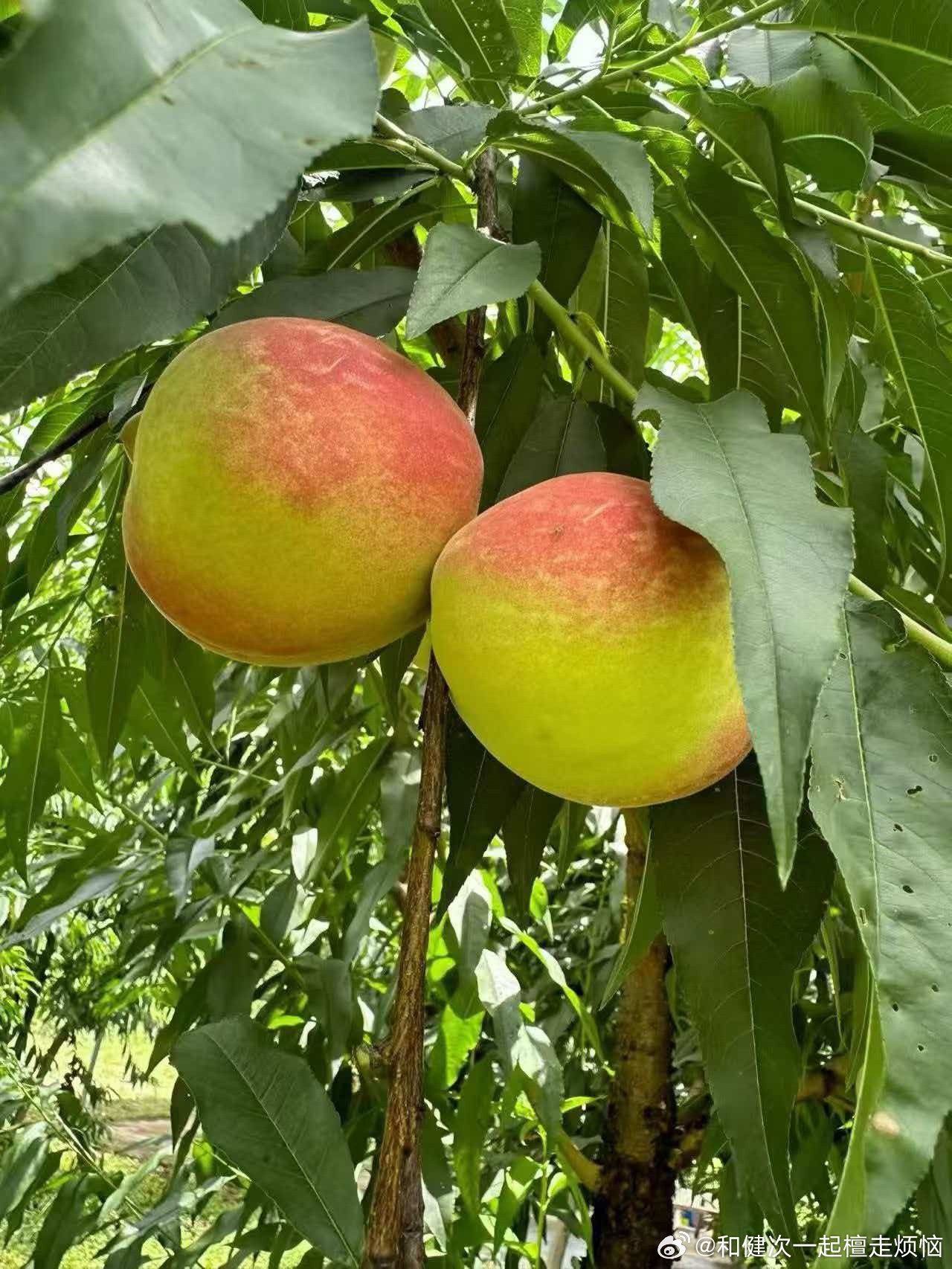 摘下那颗沉甸甸的桃子时，闻到的是阳光、泥土与草木混成的清甜气息，还有这一日缓慢流