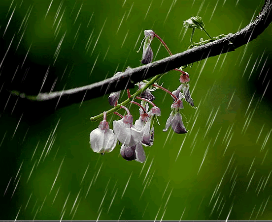 梧桐更兼细雨，到黄昏、点点滴滴。每次读到这句，孤独与悲伤便如潮水般将我淹没。黄昏