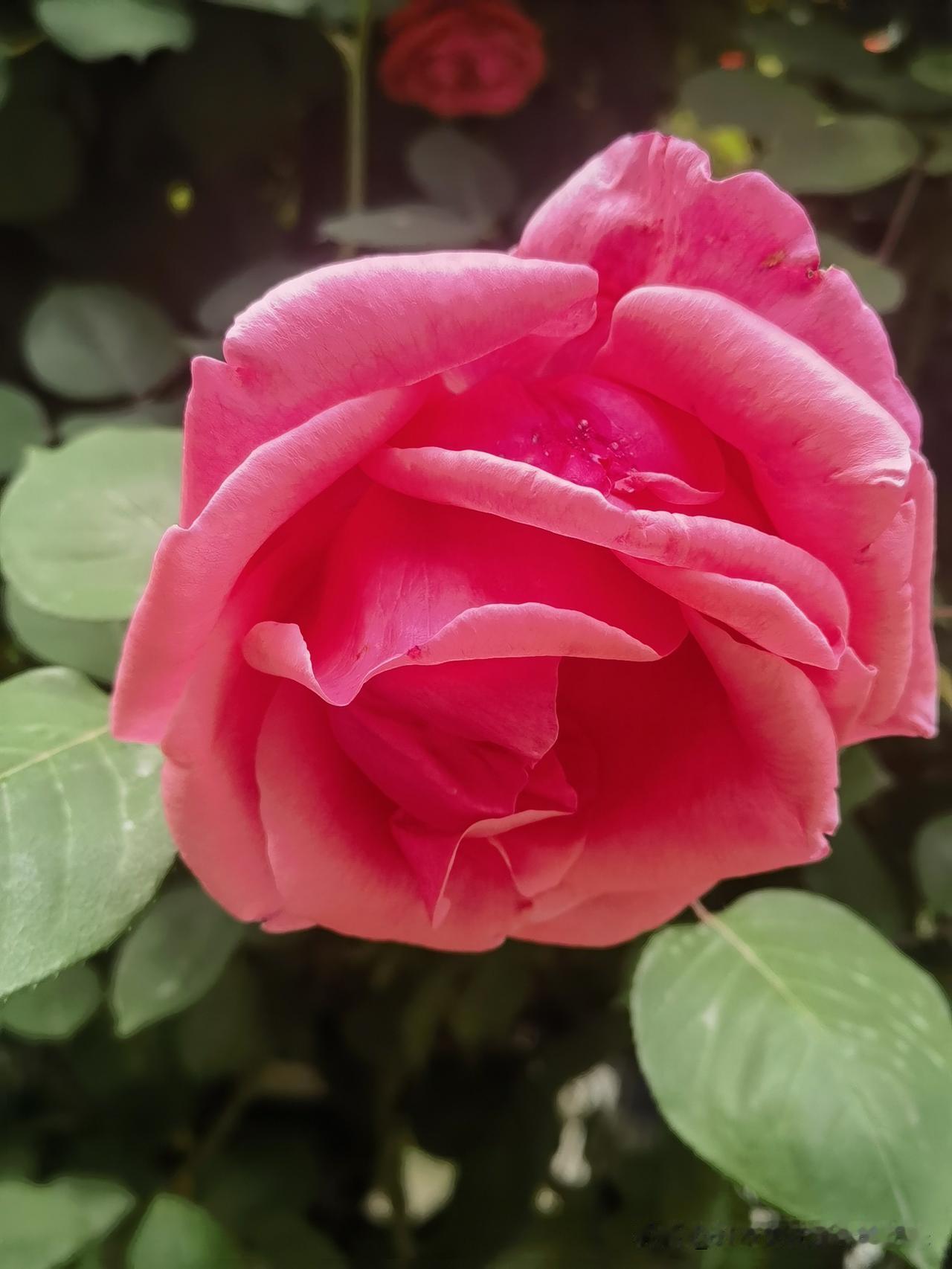 这个花，是什么花？

一说玫瑰，一说蔷薇，一说月季。
    
      只是