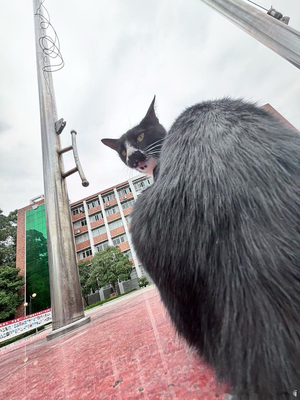 49549【丑猫】返耳呢有一点妩媚 